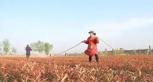 生物菌肥，有機(jī)肥，復(fù)合肥怎樣搭配使用效果好
